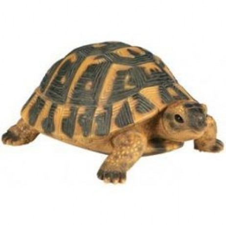 Tortue Hermann PM Tortue Hermann PM